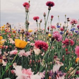 Meet your Posher, Ronni